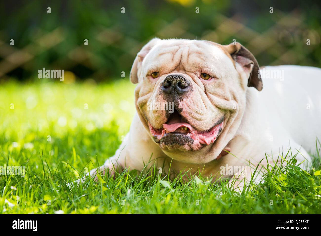 American bulldog aggressive High Resolution Stock Photography and Images -  Alamy