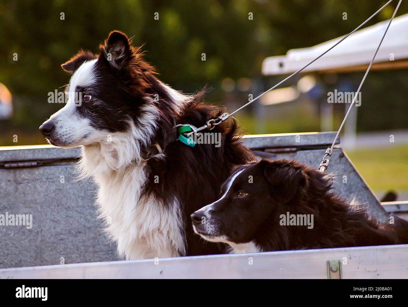 Australian Border Collies Working Hi Res Stock Photography And Images