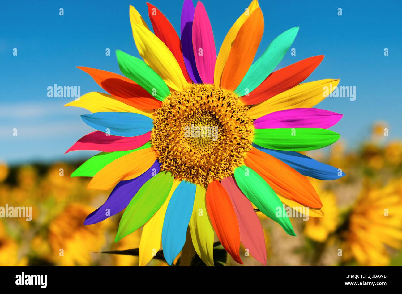 Coloured sunflower hi-res stock photography and images - Alamy