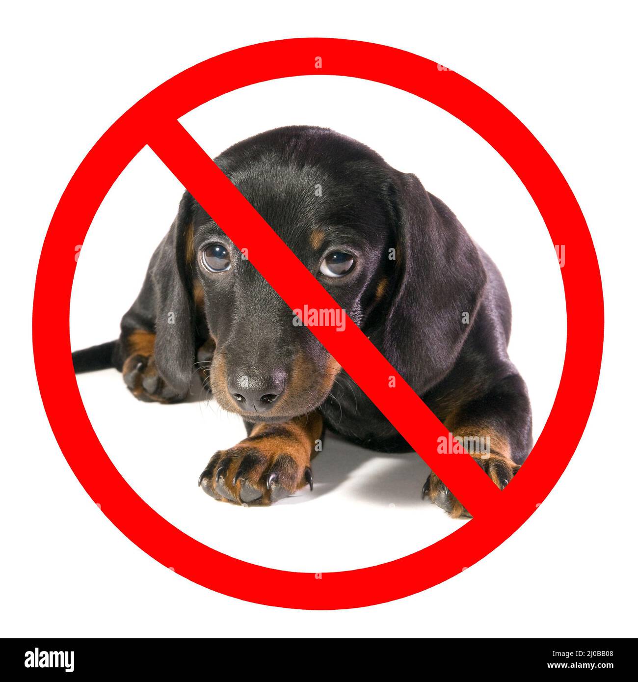 Dog looks on camera Stock Photo Alamy