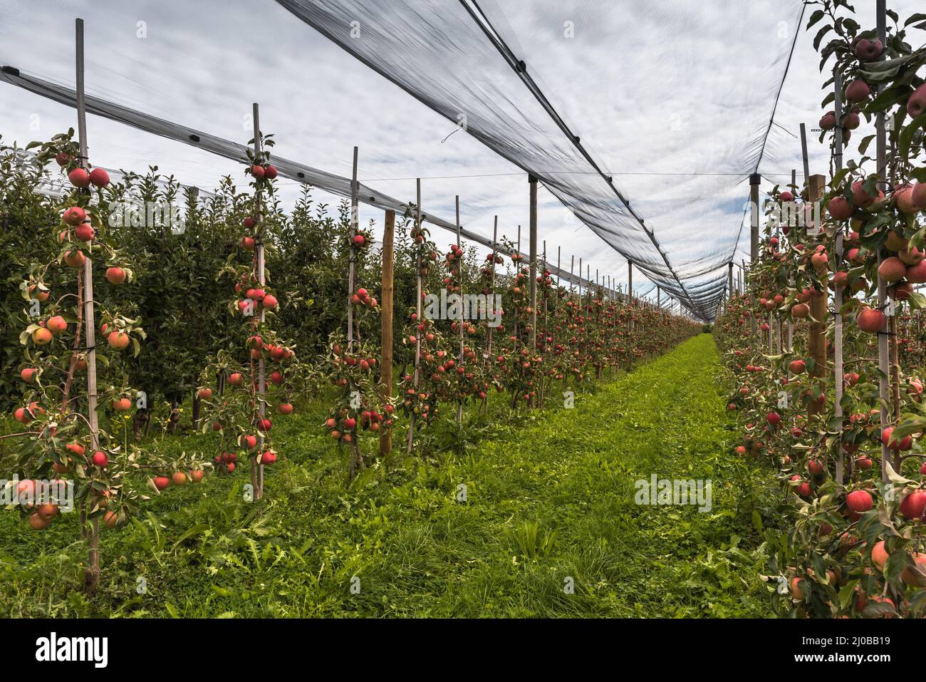 Apple plantation with red, ripe apples, protected by nets Stock Photo