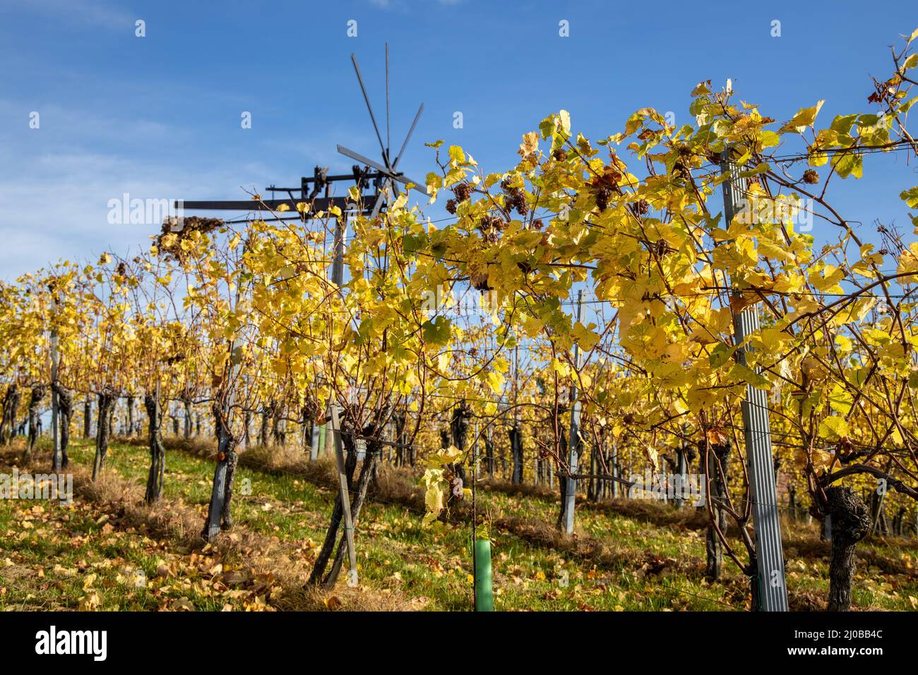 vine yards, yellow, Klapotetz, autumn, green, through, leaves, vine, grape, south, styrian, region, Weinstrasse, Südsteiermark, background, hilly, dir Stock Photo