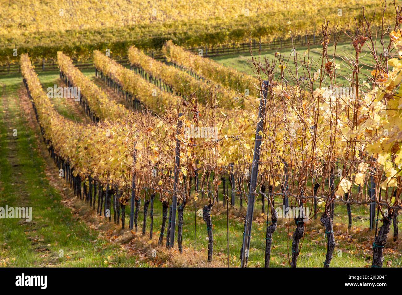 vine yards, yellow, autumn, green, through, leaves, vine, grape, south, styrian, region, Weinstrasse, Südsteiermark, background, hilly, dirt, abstract Stock Photo