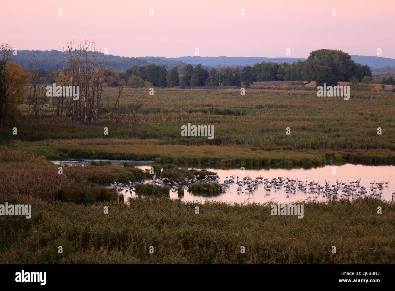 Cranes roosting at Oder river, Brandenburg, DE Stock Photo