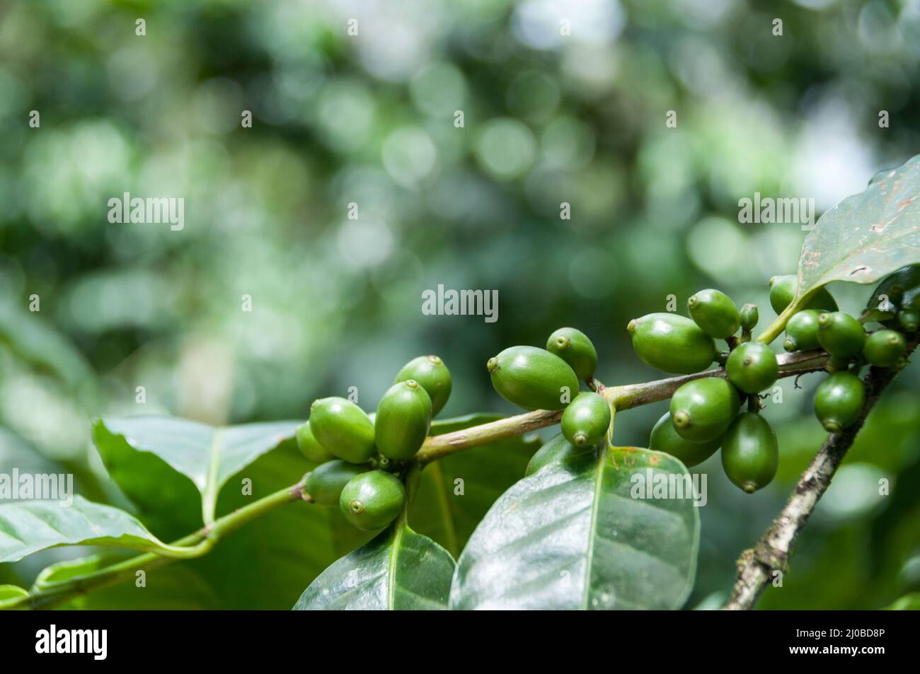 Green coffee beans with leaves on branch at a plantage in Nicaragua Stock Photo