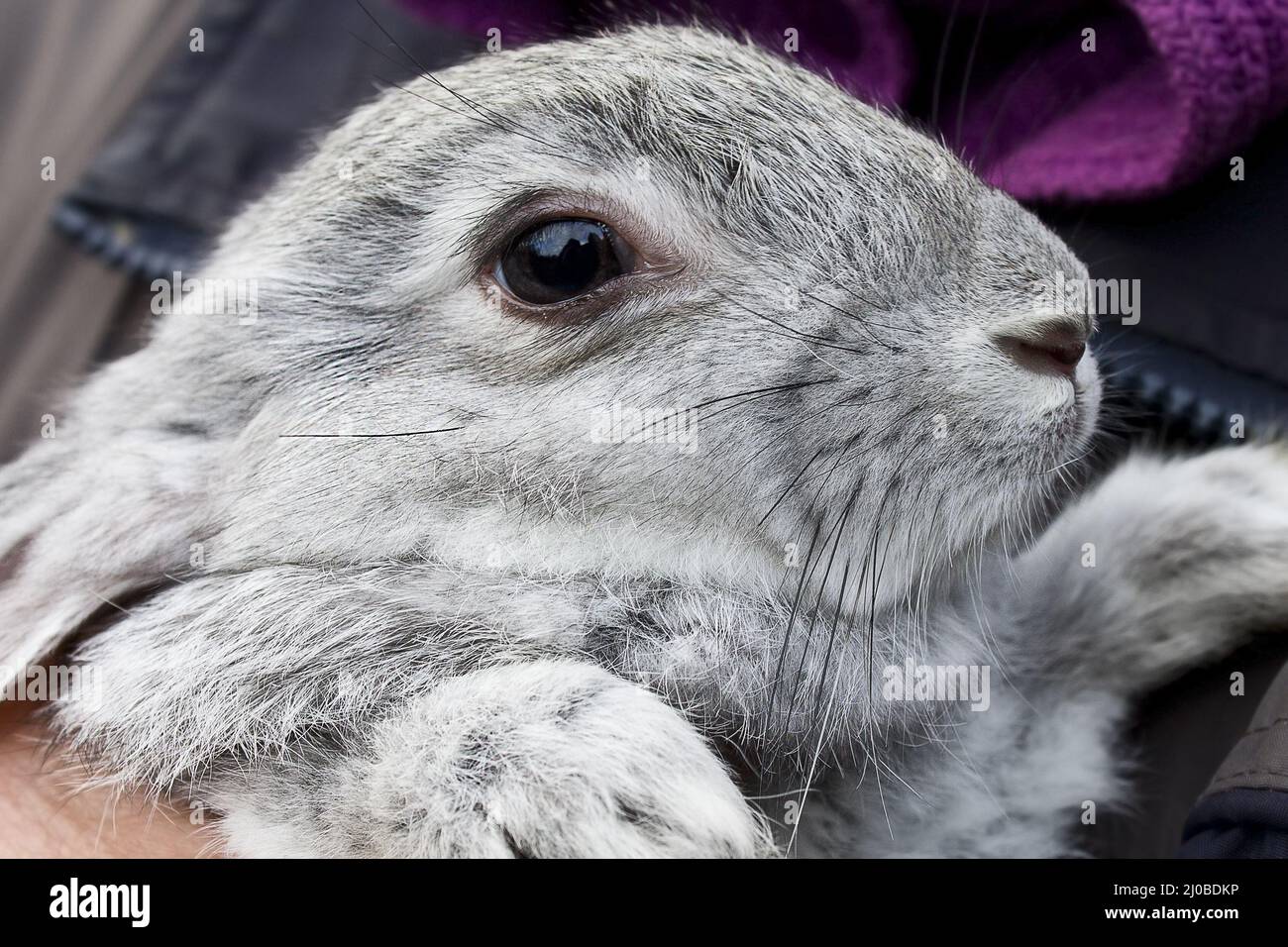 Bunny rabbit man hi-res stock photography and images - Alamy