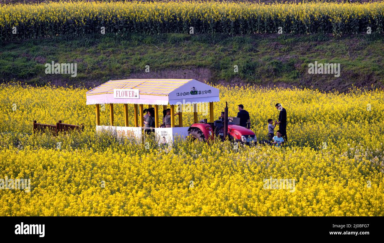 China. 18th Mar, 2022. March 18, 2022, China: On March 17, 2022, in Jiangjin, Chongqing, Spring in March. The March grass grows and the warbler flies in the spring. Don't miss the spring. The chill of winter has begun to subside slowly, and all things quietly awakening are in every corner of the world, showcasing her beauty and enchanting at will. ''I don't have fun in spring, but I'm afraid it's a fool.'' The epidemic prevents people from going out, but it can't stop the arrival of spring. It is the season of blooming flowers again, and the fragrant countryside fields reveal a lot of vitality Stock Photo