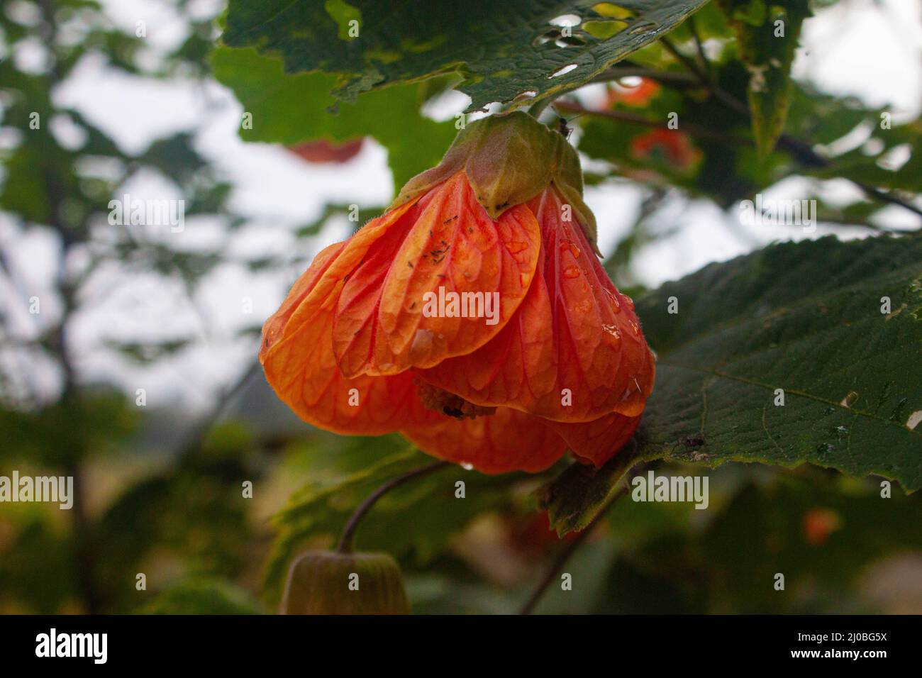 insects on abutilon pictum flowers after rain Stock Photo