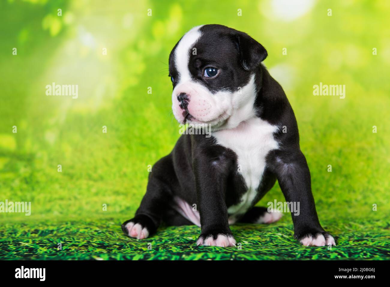 White Black American Bullies Puppy On Green Background Stock Photo Alamy white-black-american-bullies-puppy-on-green-background-stock-photo-alamy
