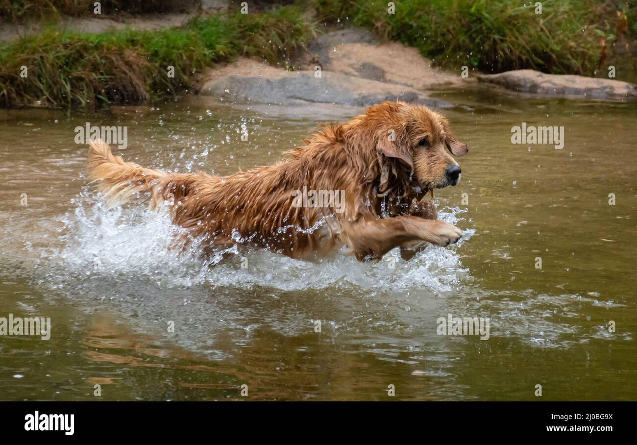Golden Retriever running fast in the water of a lake Stock Photo - Alamy