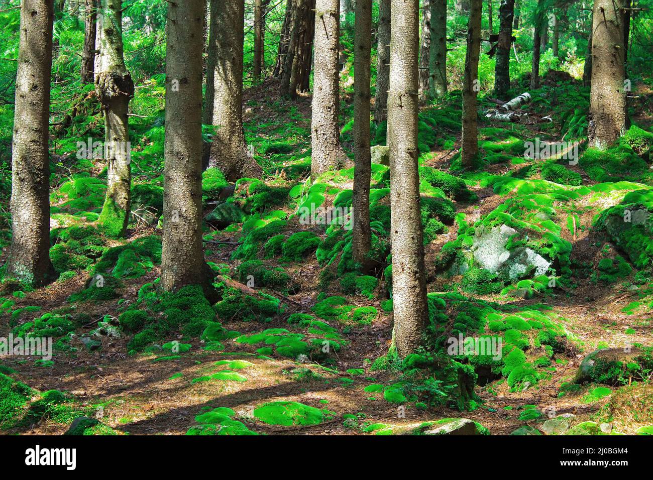 Forest herbs in summer forest hi-res stock photography and images - Alamy