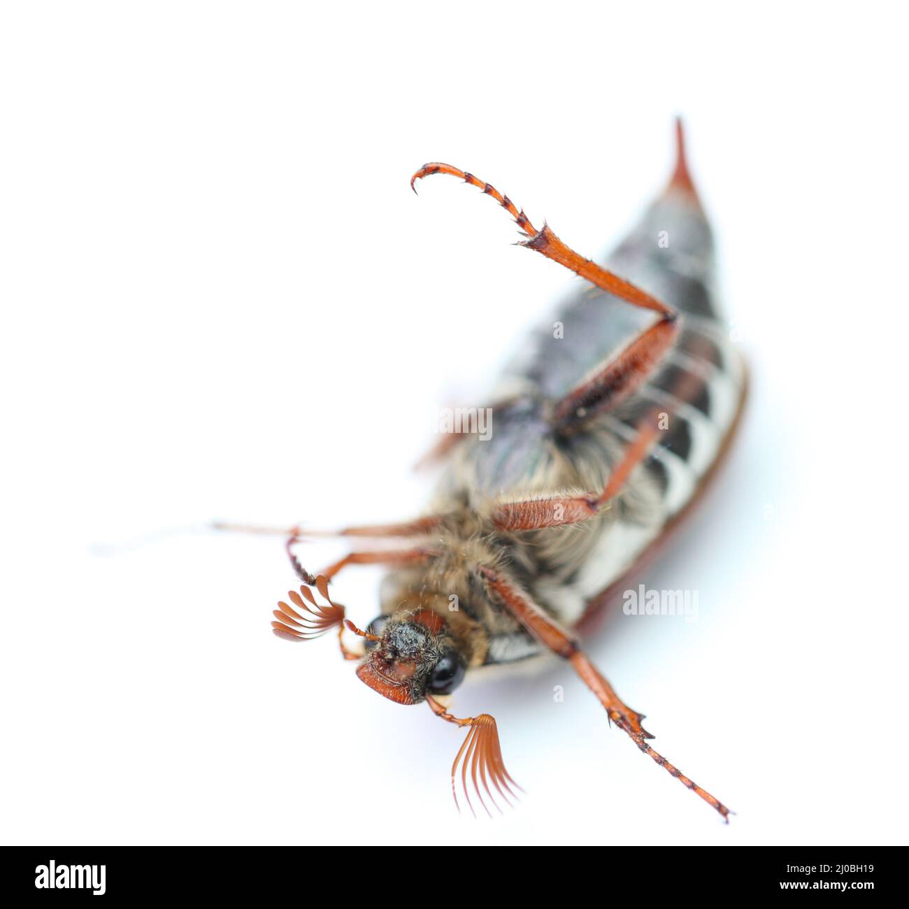 Maybug close Cut Out Stock Images & Pictures - Alamy