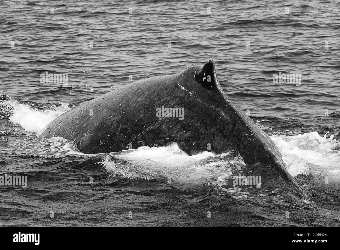 WHALE ON STAND (Black) main image 1
