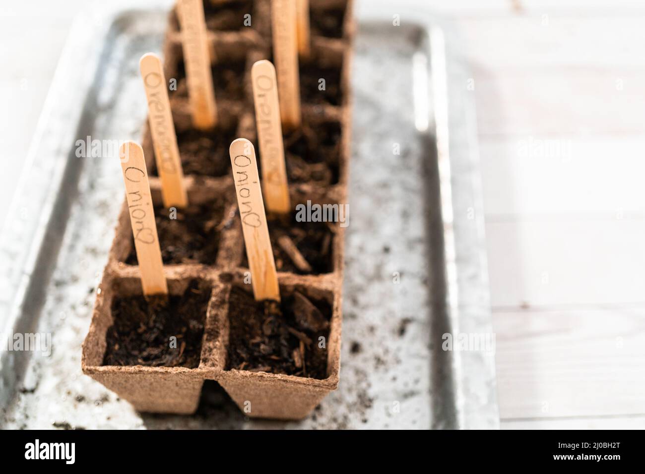 Planting seeds into peat moss pots to start an indoor vegetable garden