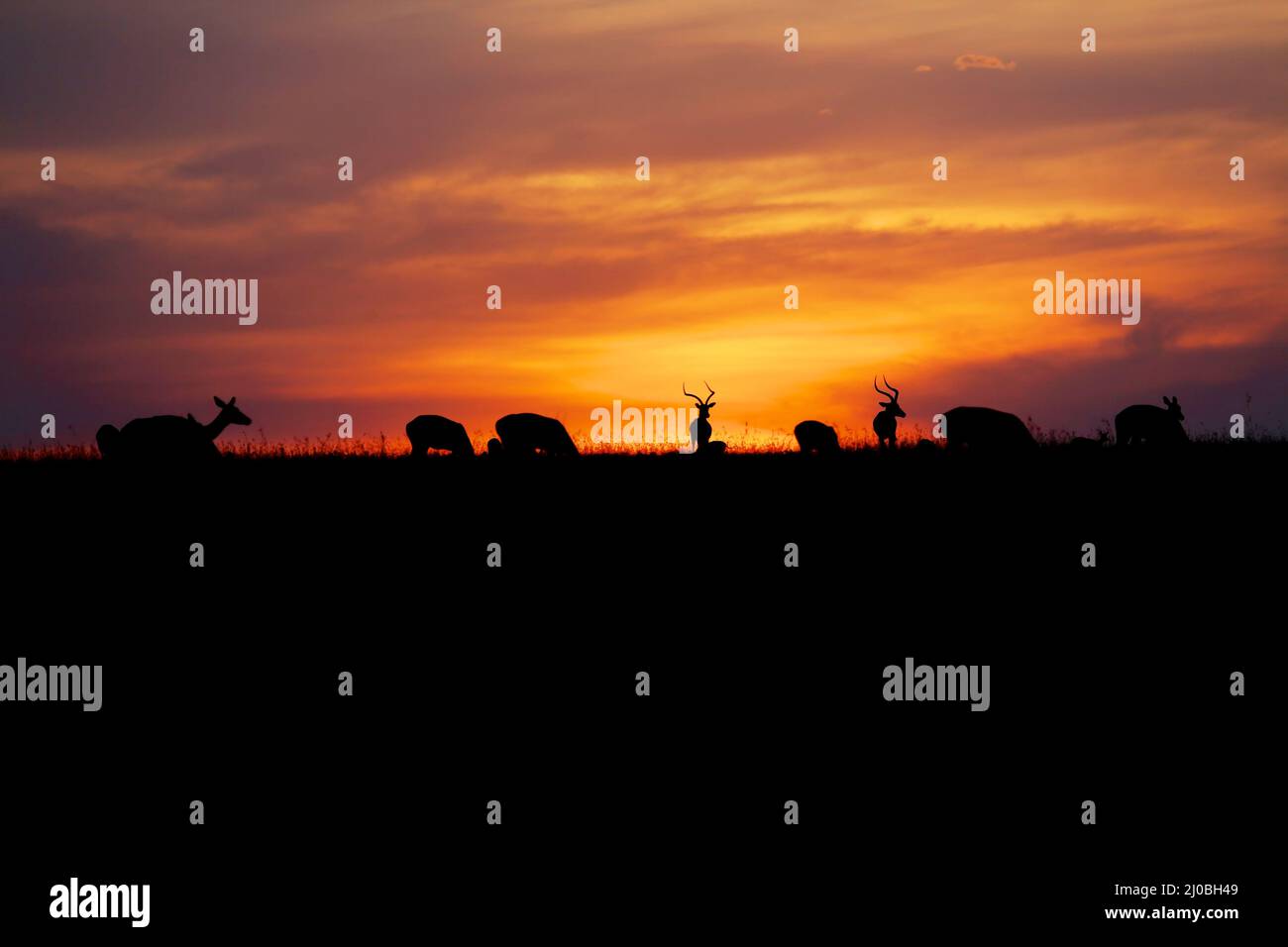 Sunset with animals at the masai mara national park kenya africa Stock Photo