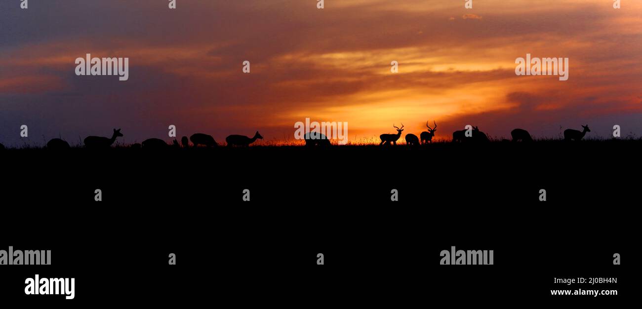Wonderful sunset with animals at the masai mara national park kenya Stock Photo