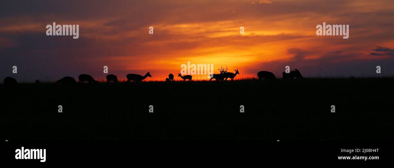 Wonderful sunset with animals at the masai mara national park kenya africa Stock Photo