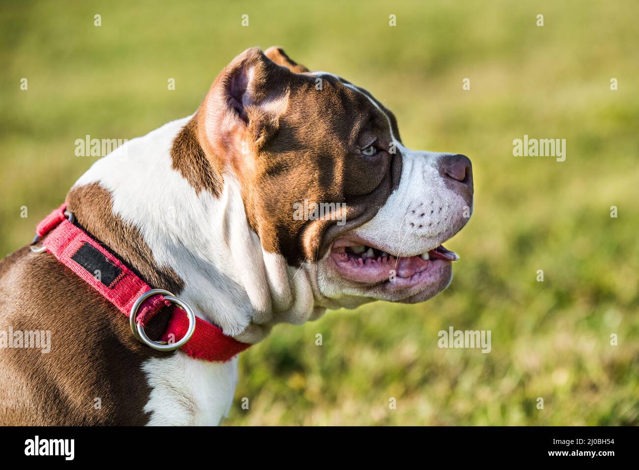 Chocolate color American Bully puppy dog is on green grass Stock Photo