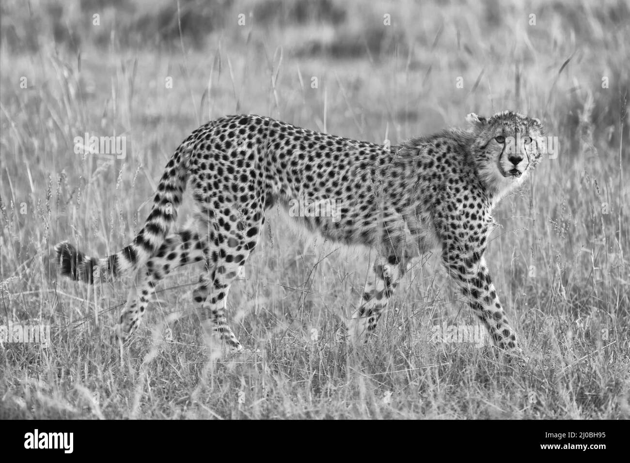 Cheetah masai mara national park Black and White Stock Photos & Images ...
