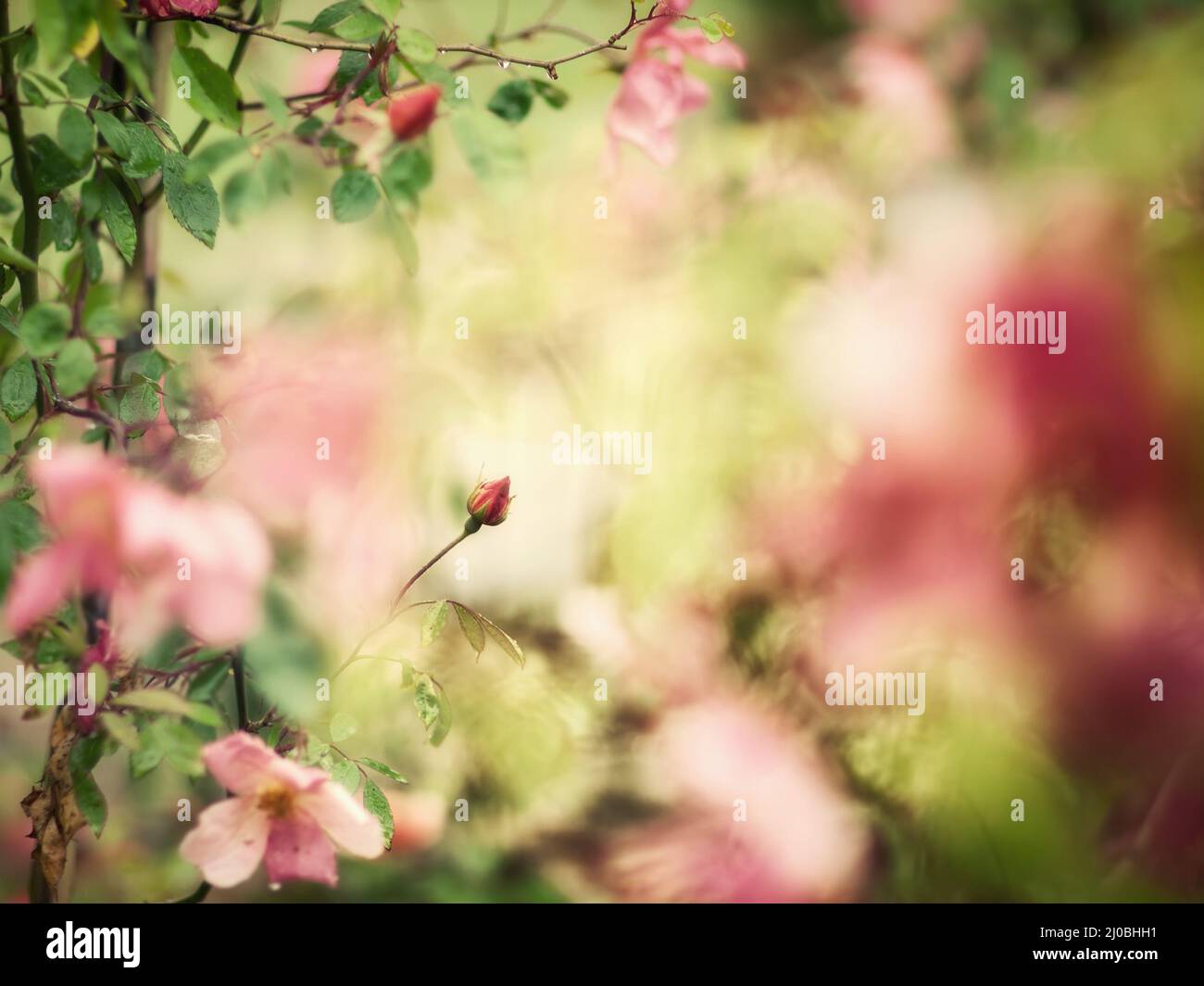 Beautiful bud of rose with soft focus as flower background - Painting of vintage photo Stock Photo