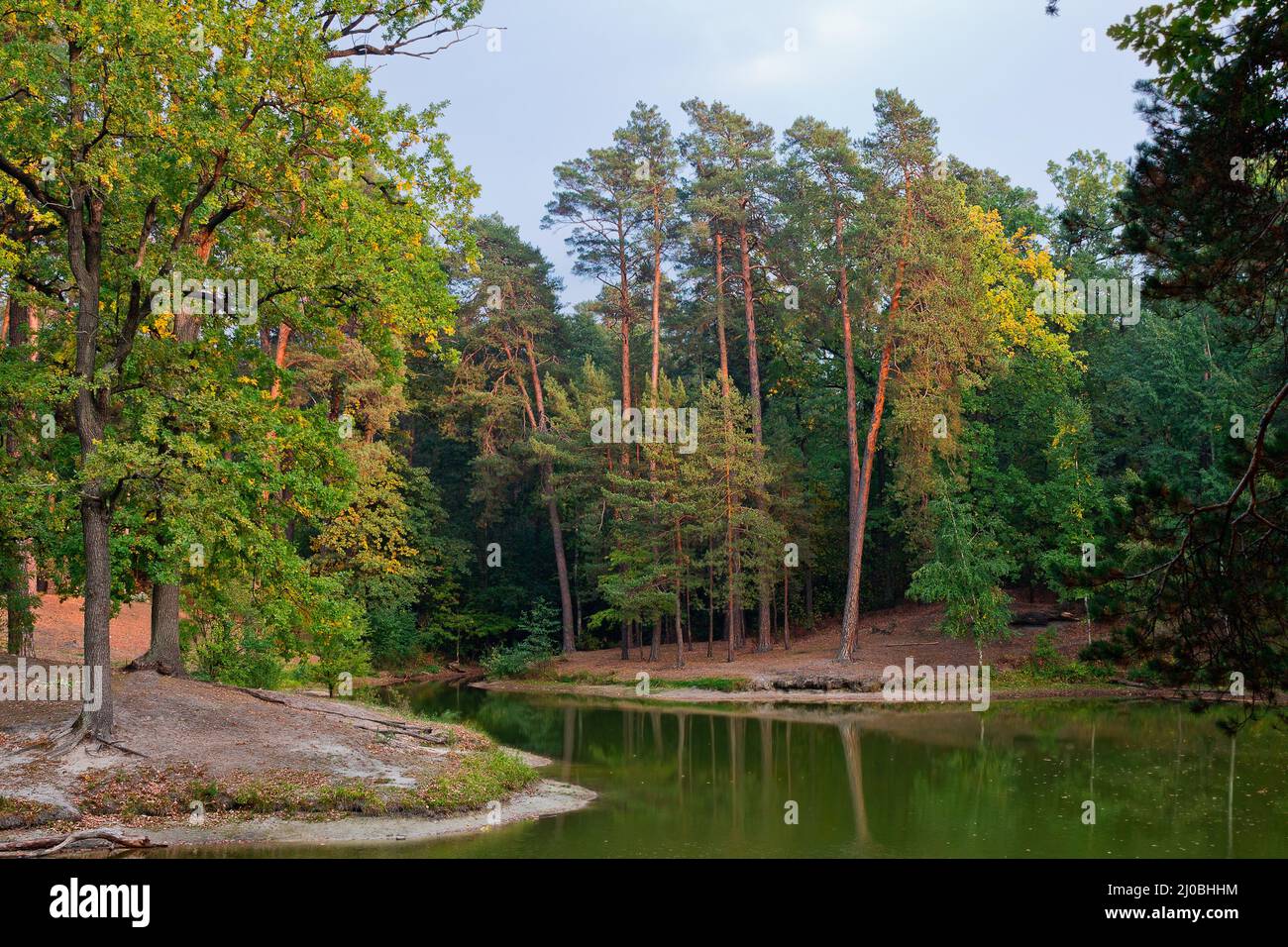 Pond landscape forest hi-res stock photography and images - Alamy
