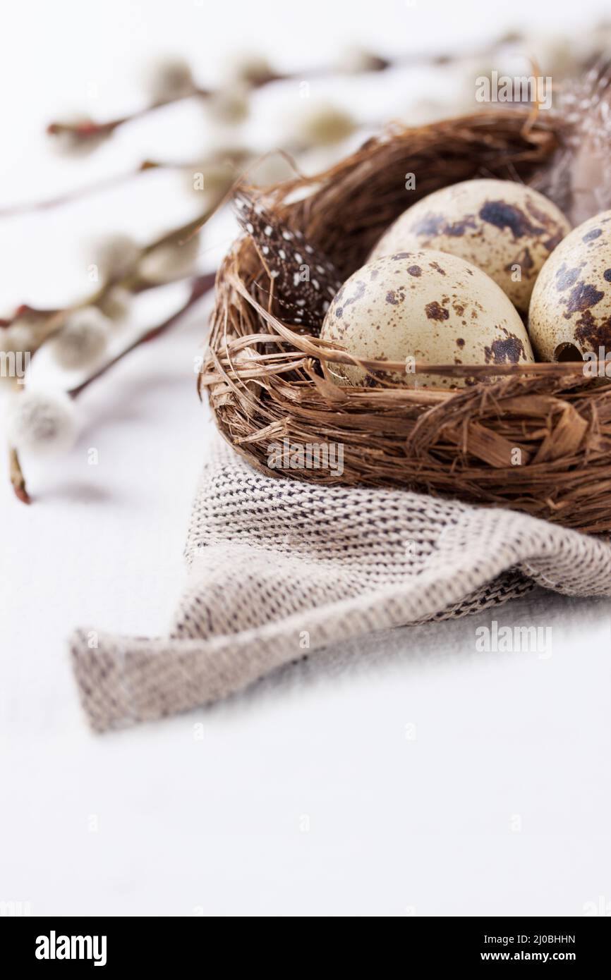 Quail eggs in a nest with feathers on a bright background for Easter Stock Photo