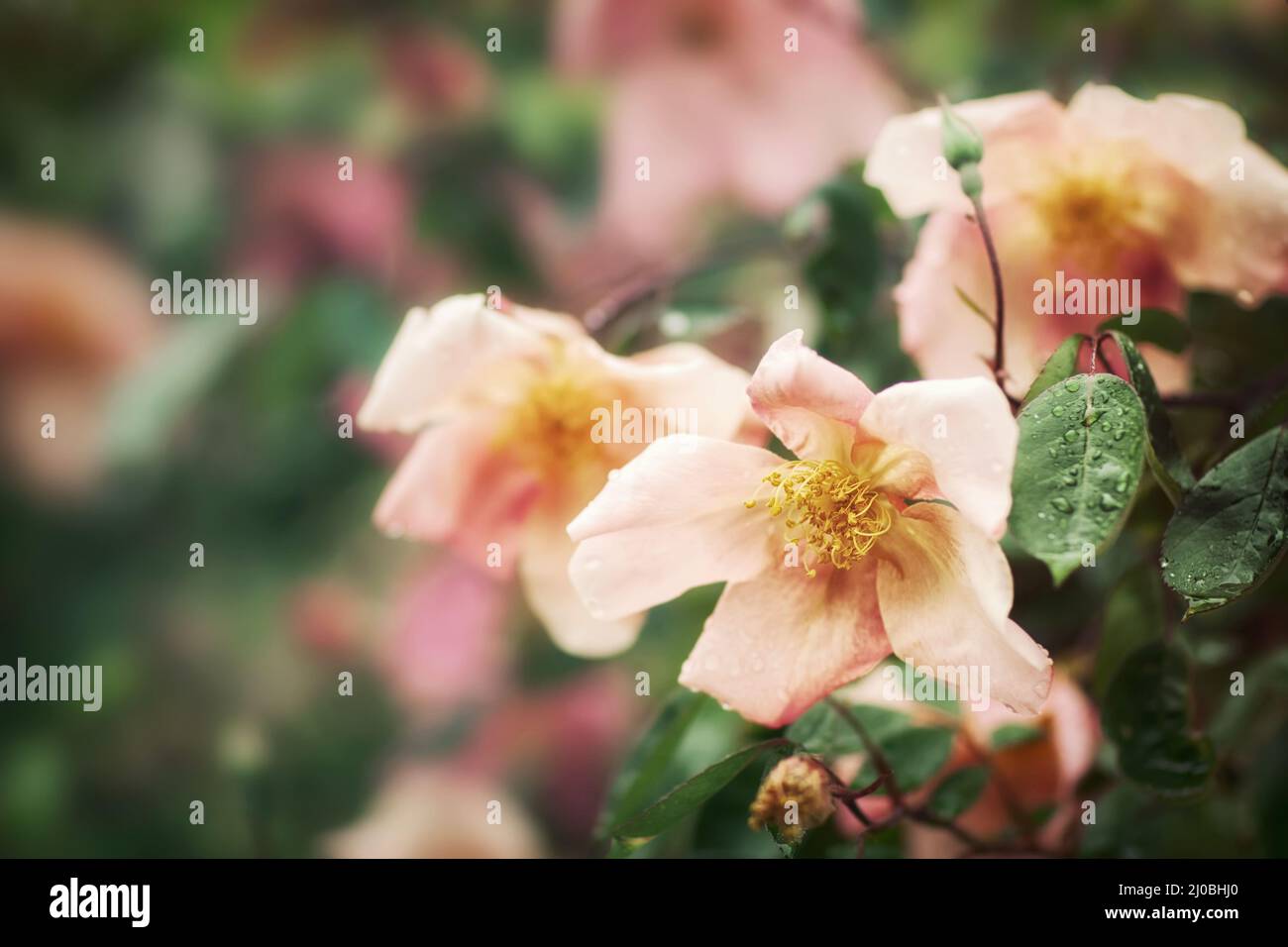 Beautiful bud of rose with soft focus as flower background - Painting of vintage photo Stock Photo