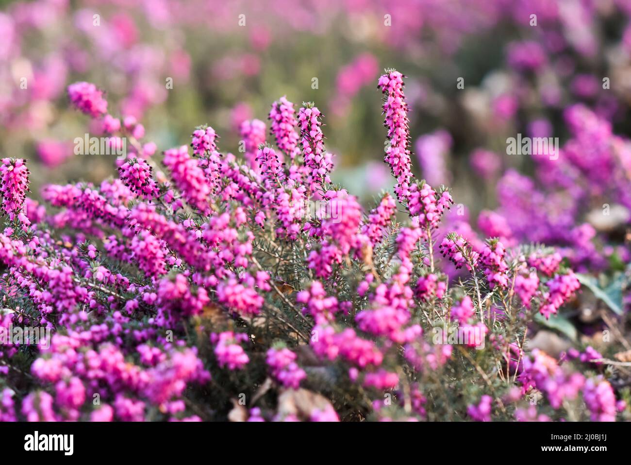 Ericaceae flower blooming in spring in the garden. Stock Photo
