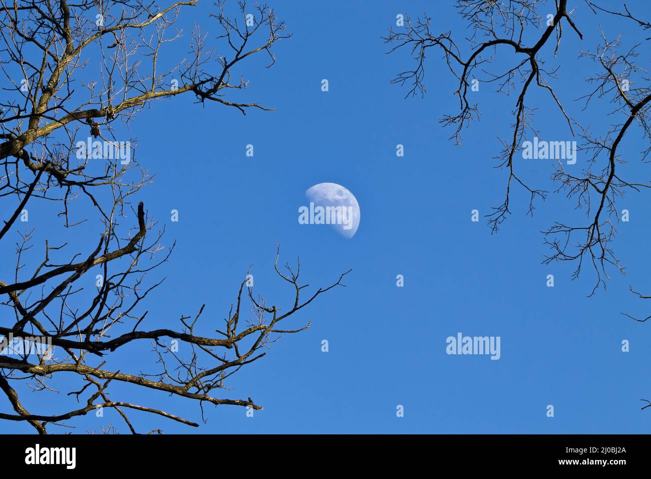 Waxing moon in the evening sky through the branches of trees Stock