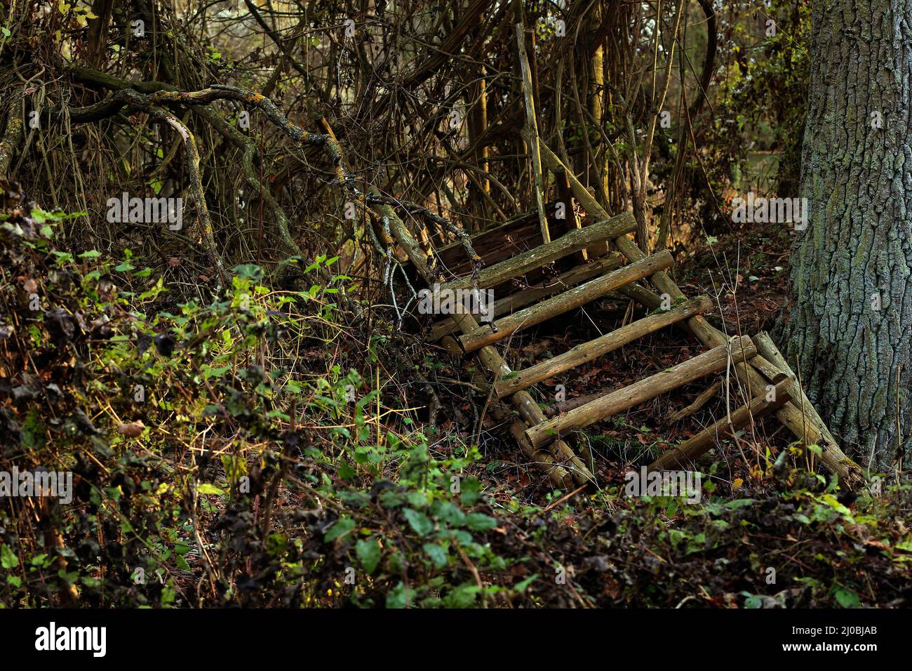 Collapsed deerstand in autumnal forest, Bavaria, DE Stock Photo