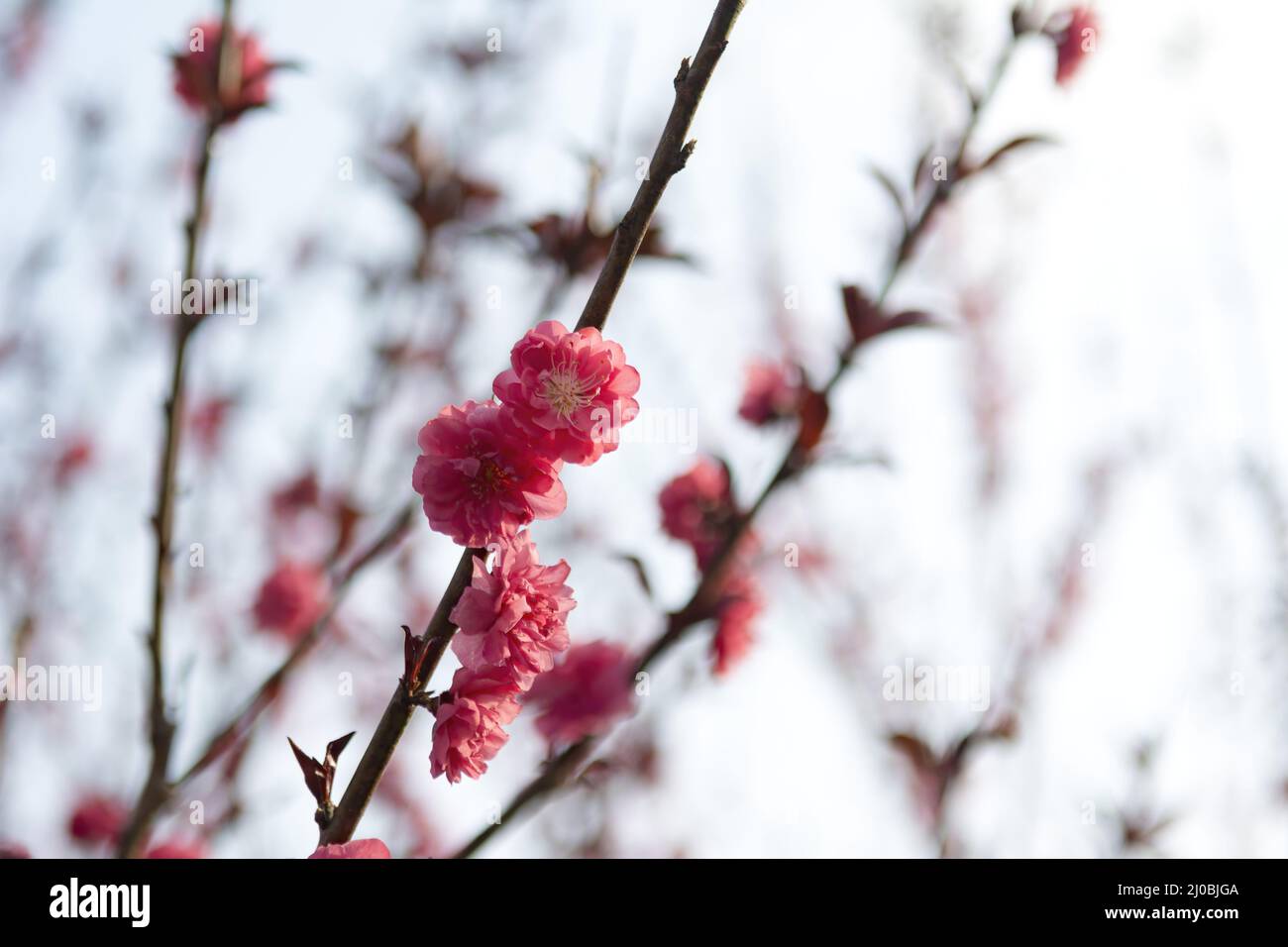 Photo of cherry blossom in Hong Kong Stock Photo - Alamy