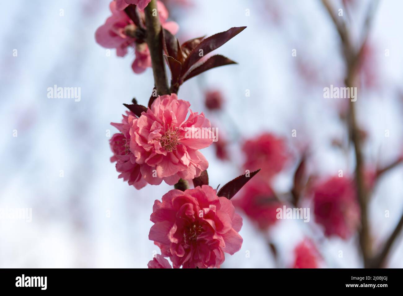 Photo of cherry blossom in Hong Kong Stock Photo - Alamy