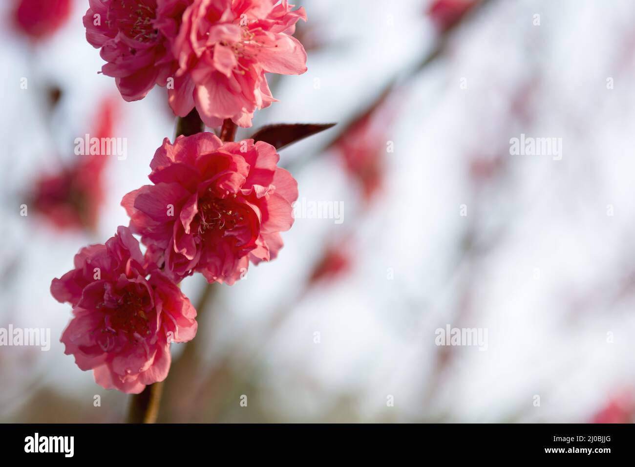Photo of cherry blossom in Hong Kong Stock Photo - Alamy
