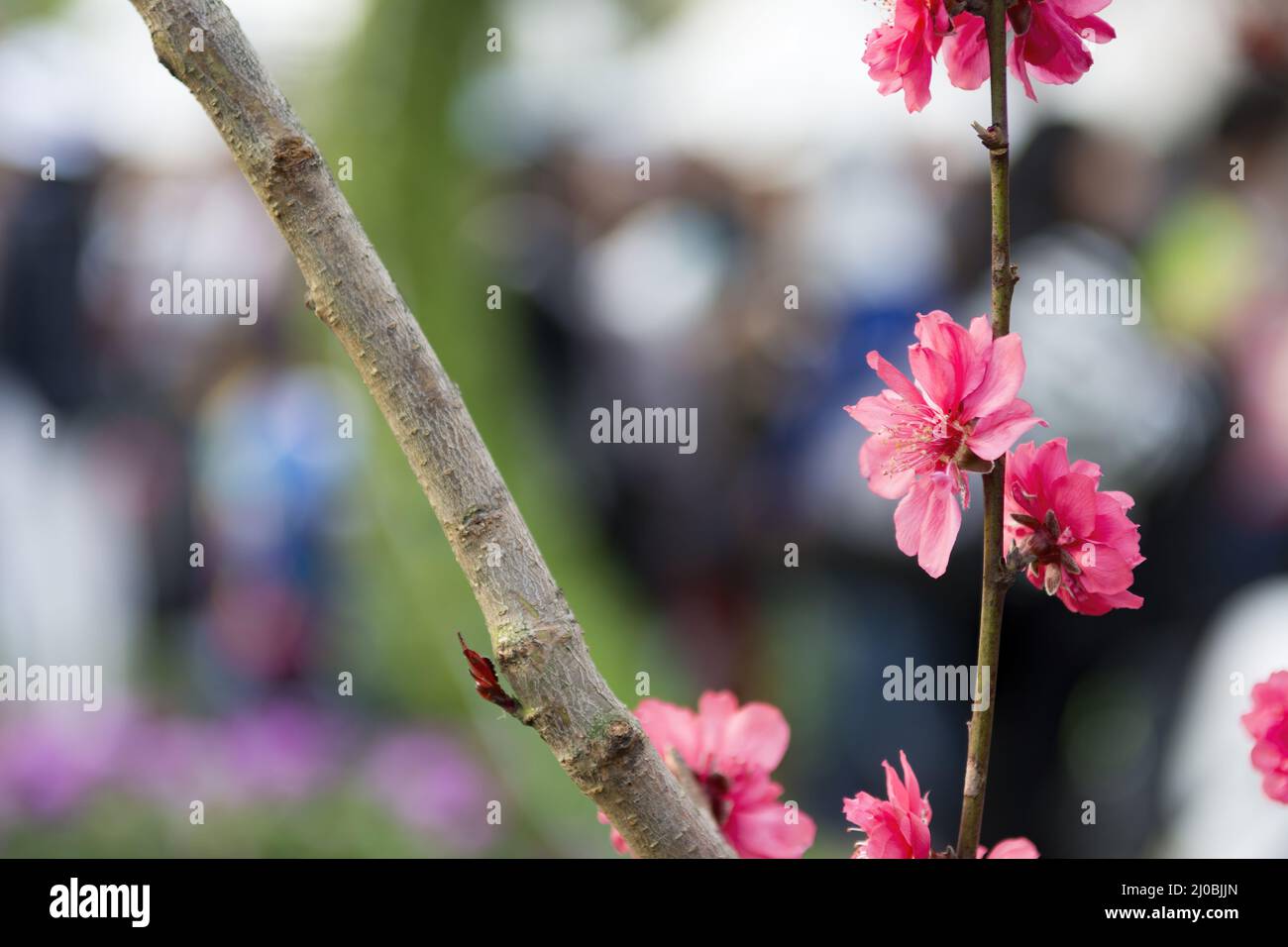 Photo of cherry blossom in Hong Kong Stock Photo - Alamy
