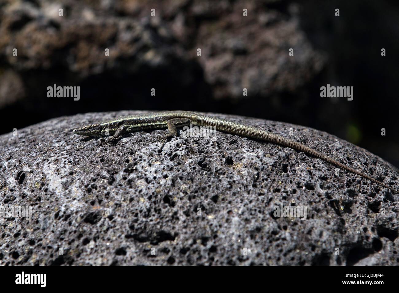 Teira dugesii, Lacerta dugesii, Madeira wall lizard Stock Photo