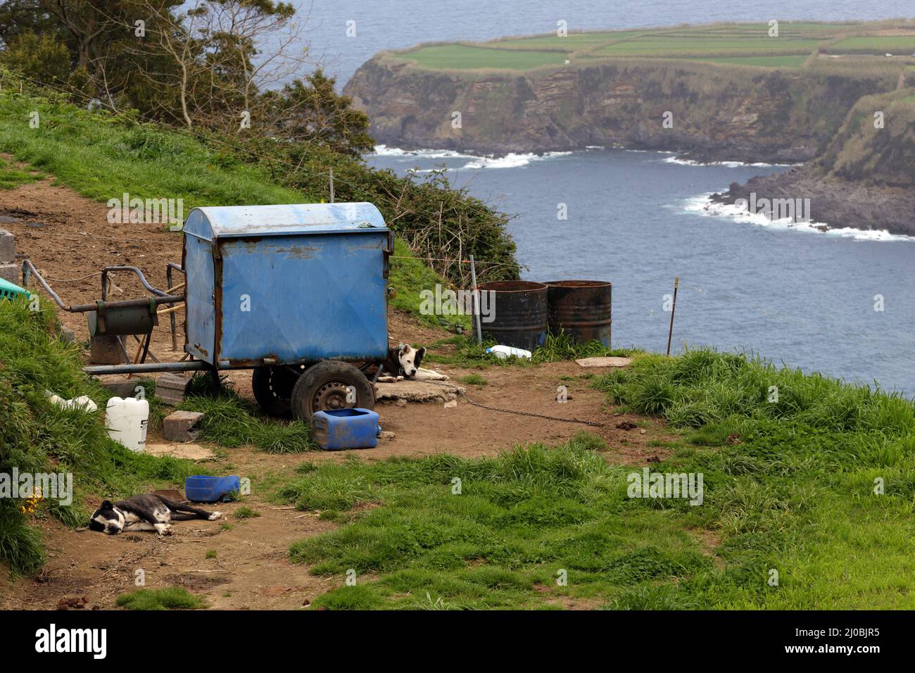 Sleepy dogs at the coast near Porto Formosa, Sao Miguel island, Azores Stock Photo