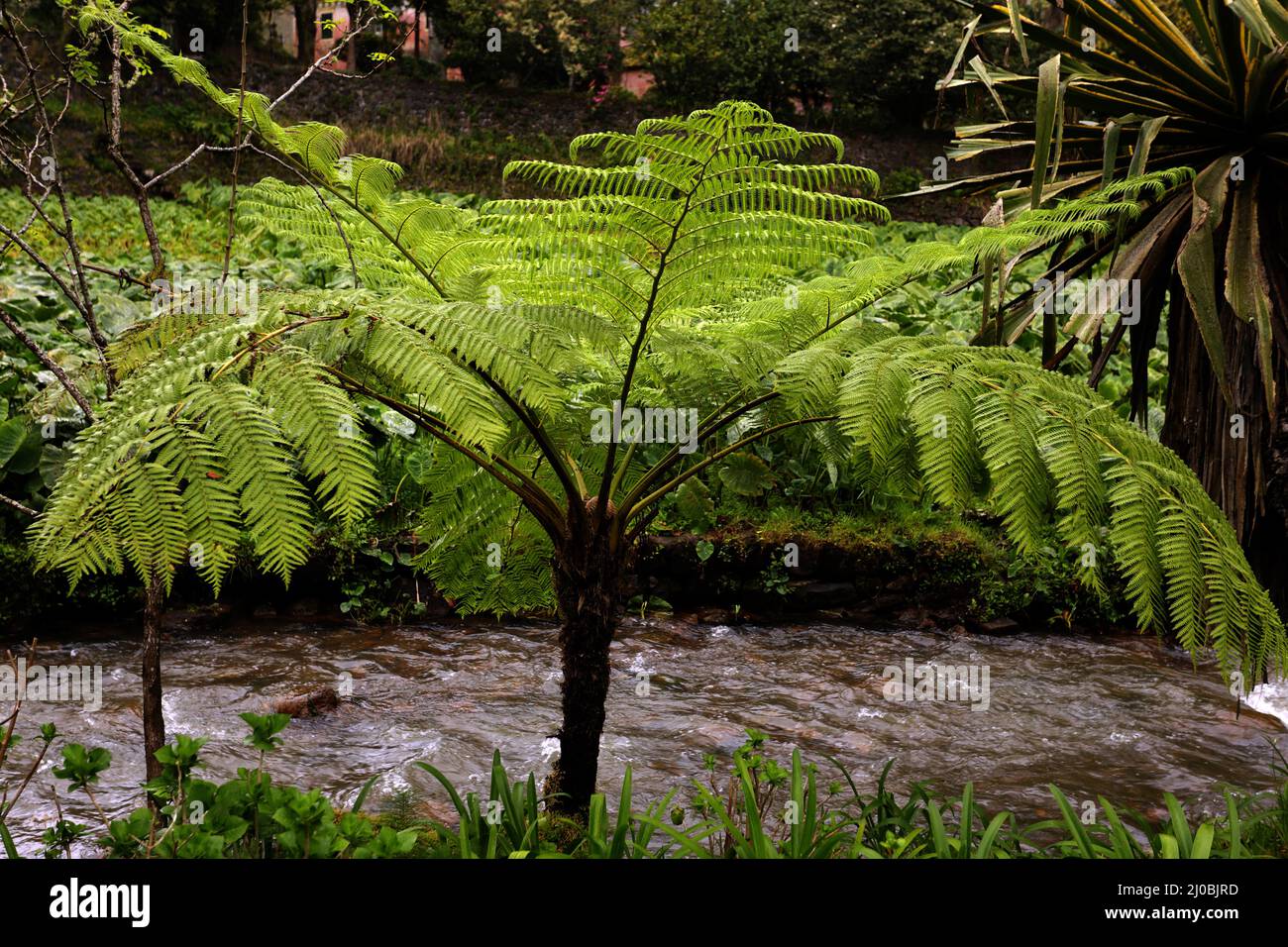 Cyathea cooperi, Australian tree fern, Sao miguel, Azores Stock Photo