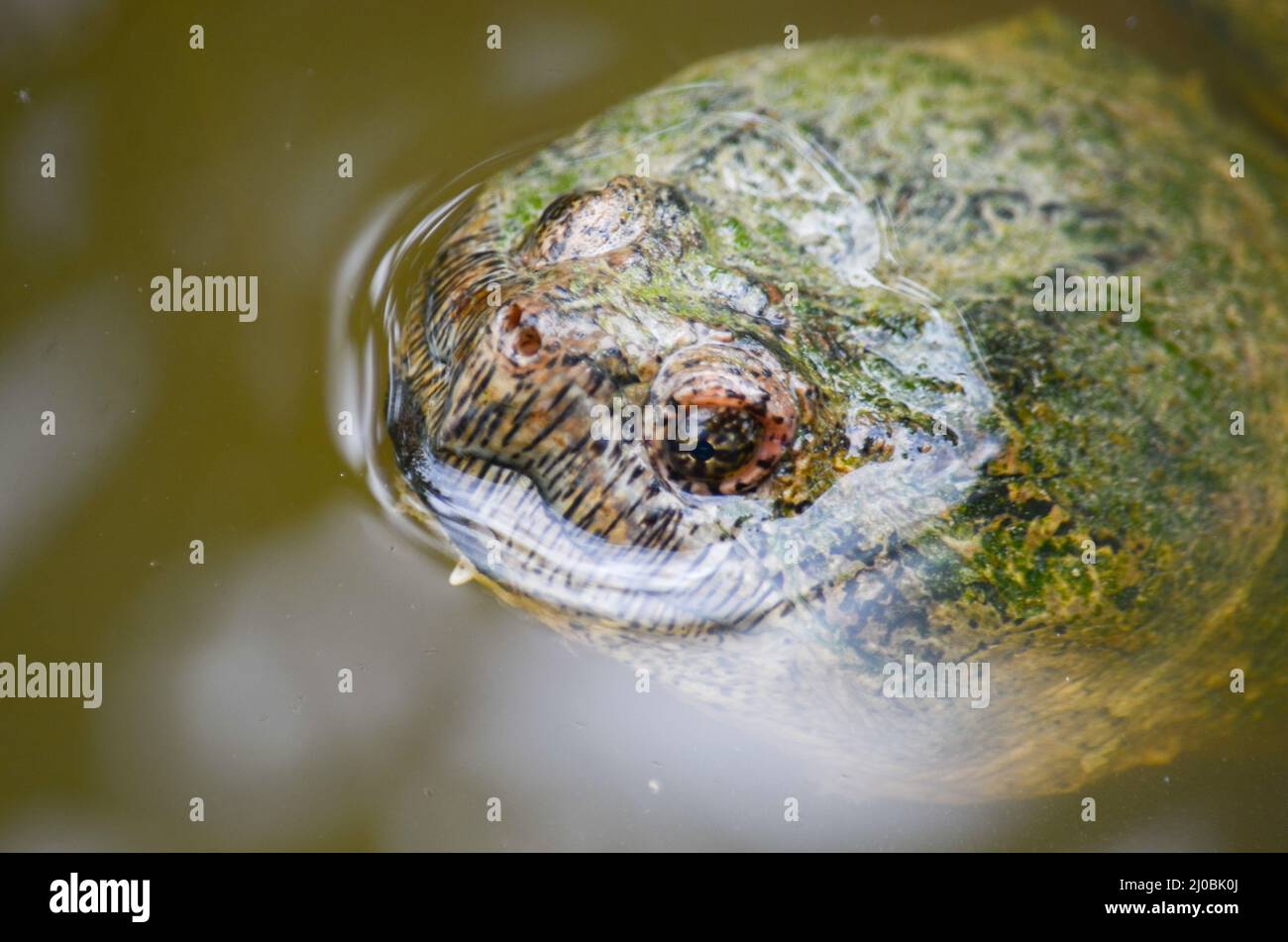 Snapping turtle face closeup hi-res stock photography and images - Alamy