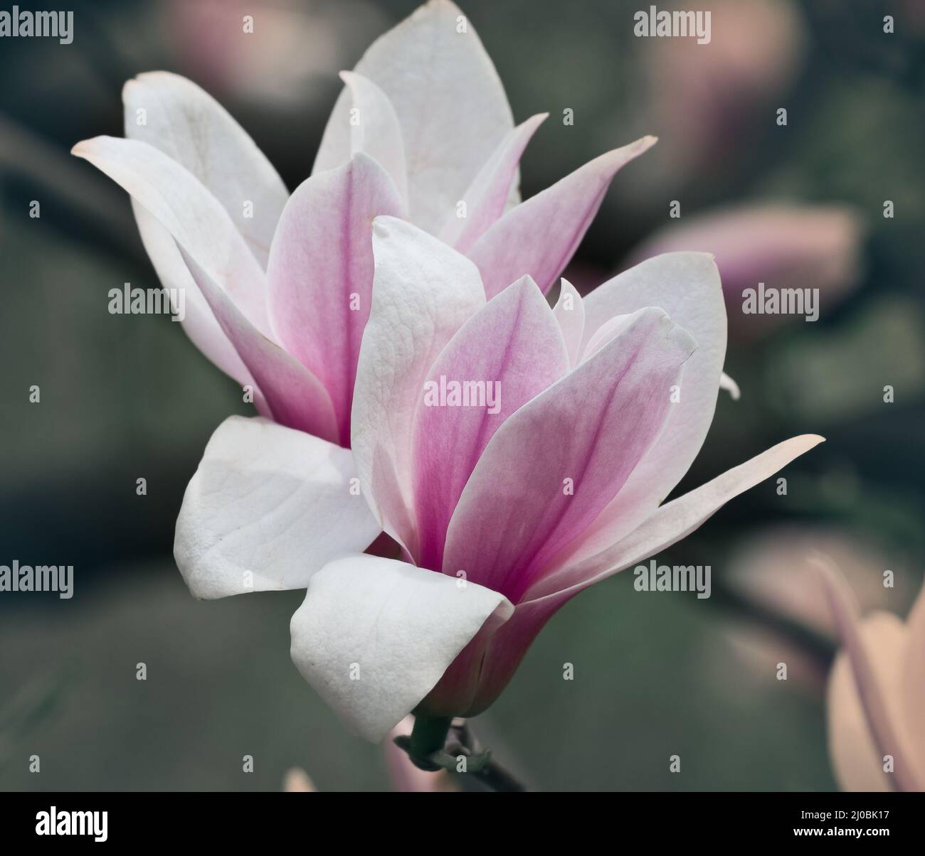 Two magnolia flowers on branch One large magnolia flower is open with a  second closed flower beside it From side Light is Stock Photo - Alamy