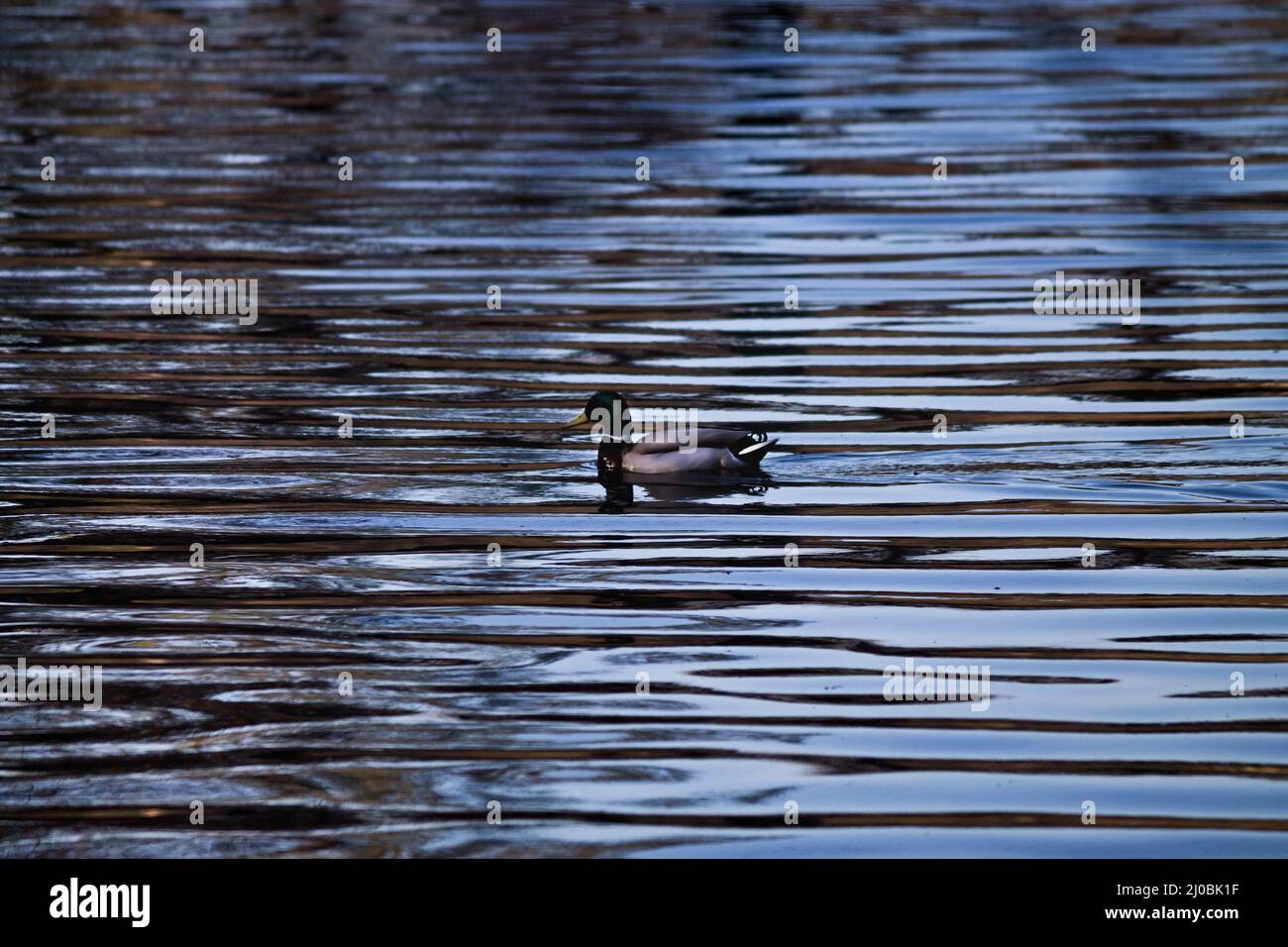 Mallard duck in a pond with contrasting waves Stock Photo