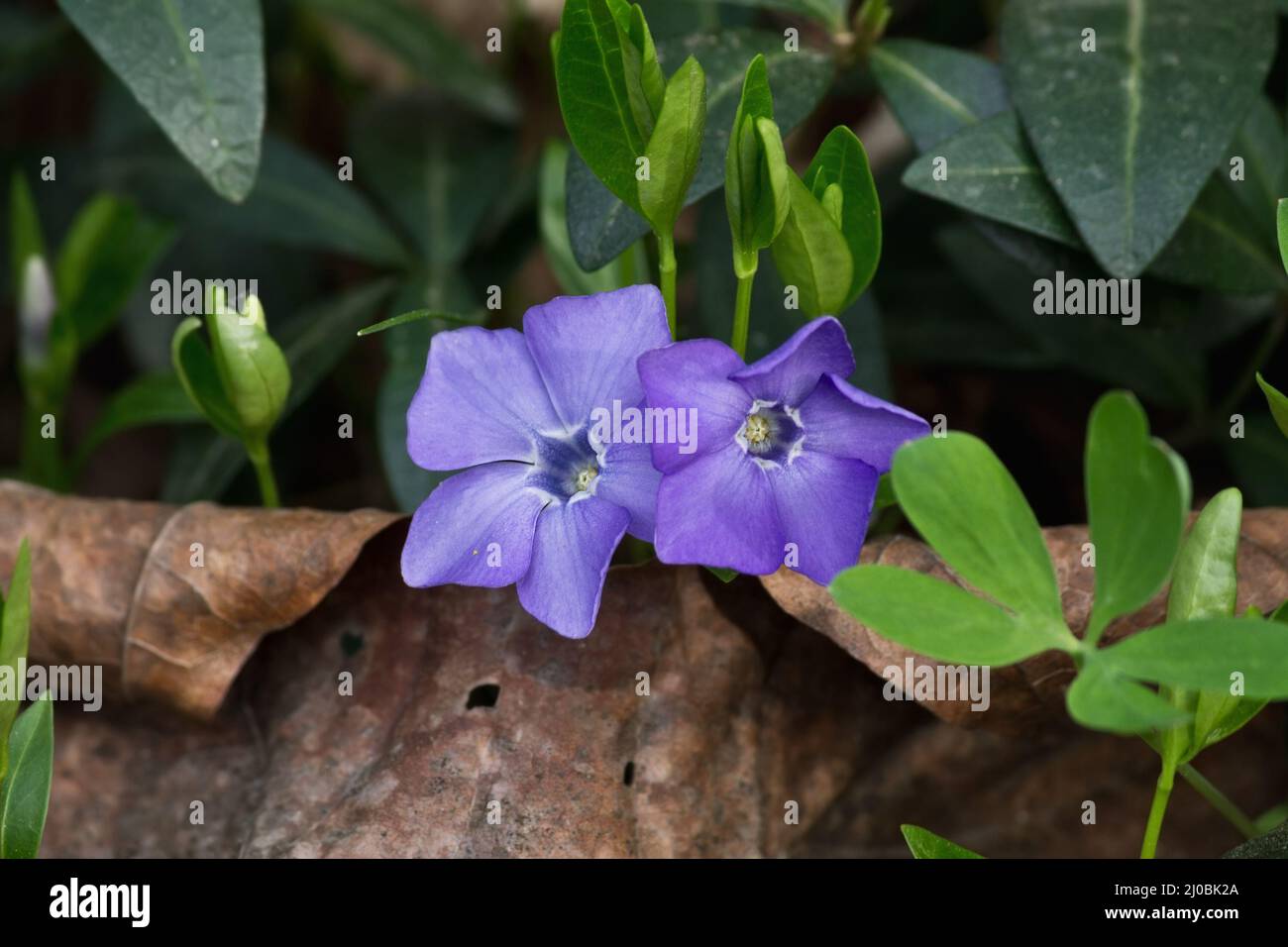 Two Forest periwinkle flower in the green closeup Stock Photo