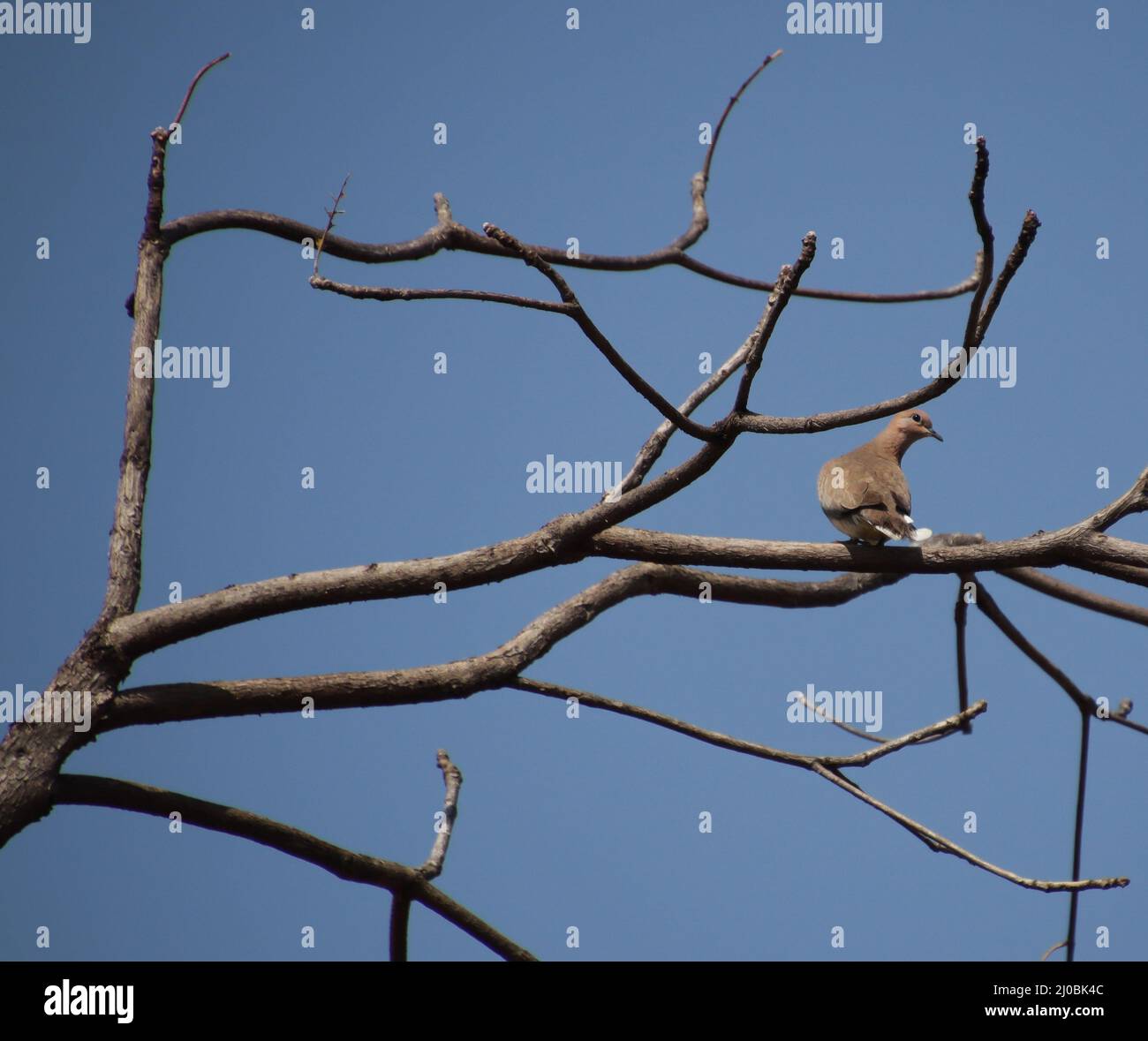bird sitting on tree branch Stock Photo - Alamy