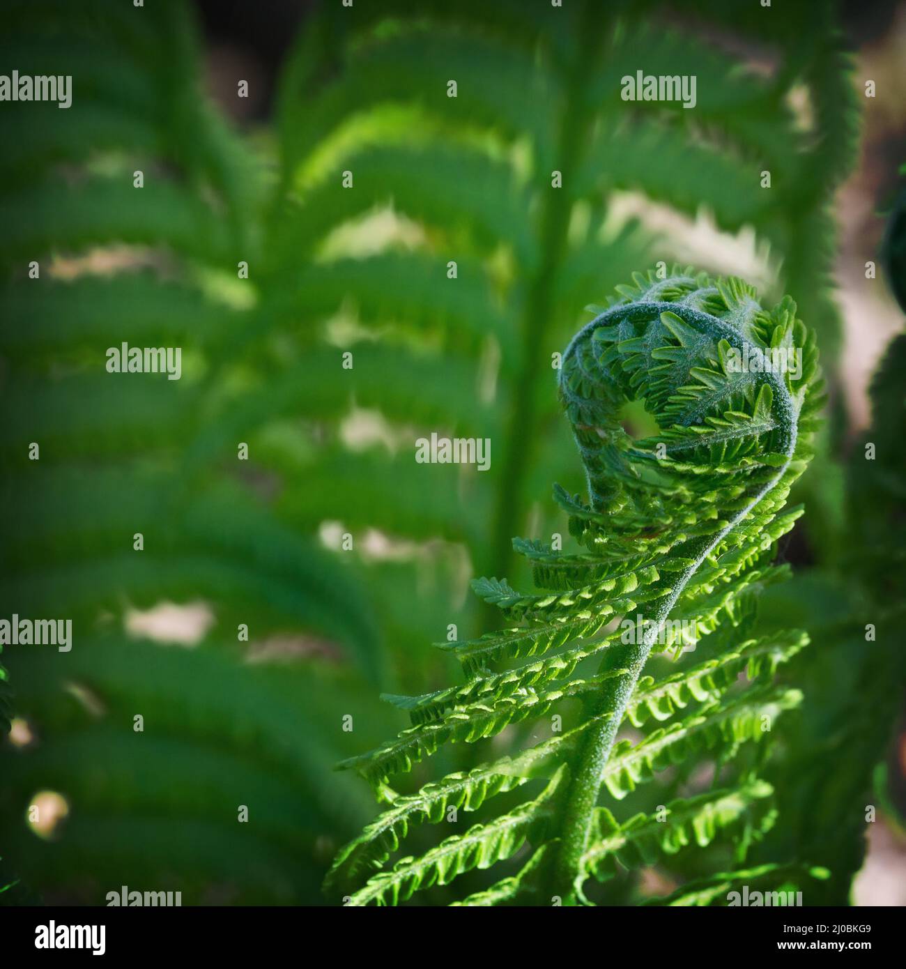 Blossoming spring green fern close up Stock Photo