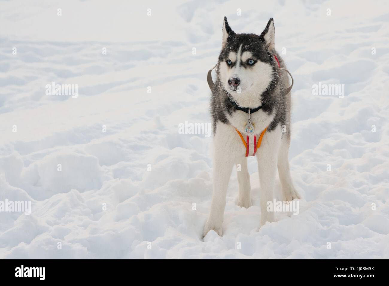 Siberian husky dogs outdoor Stock Photo - Alamy