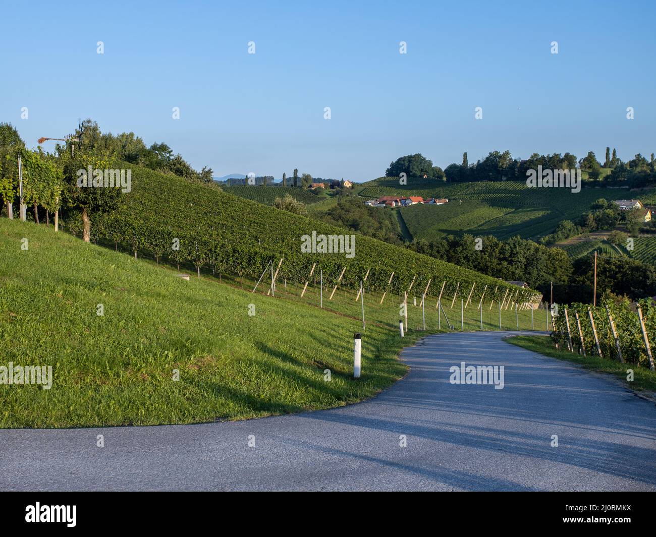 street, road, wine, grapes, vine, hill, beam, sun beam, wine street, grape, Leibnitz, styria, sunset, Suedsteiermark, trees, hills, bright, steep, sun Stock Photo