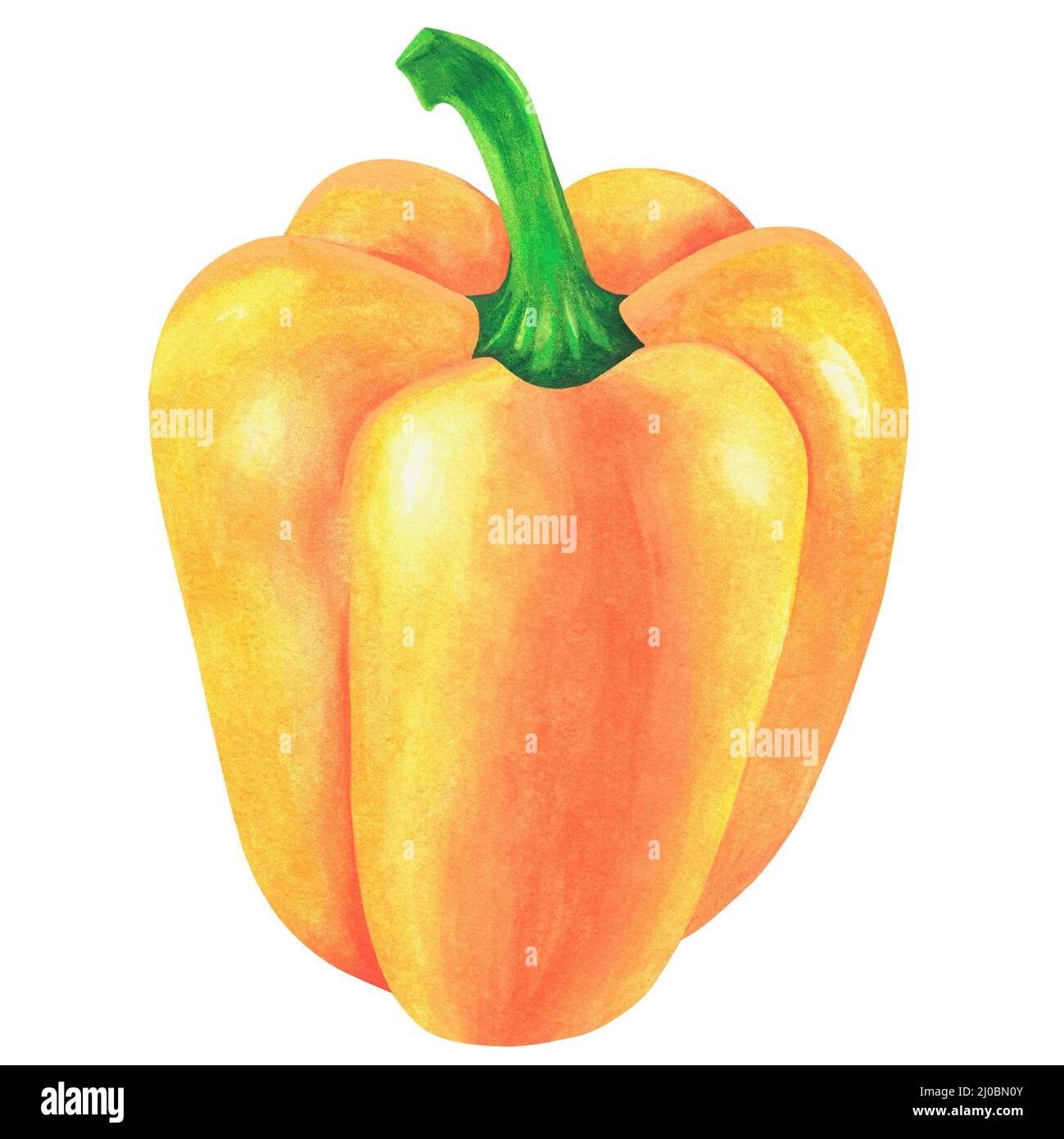 Yellow Bell pepper. Watercolor illustration. Isolated on a white background. For your design. Suitable for cookbooks, recipes, aprons. Stock Photo