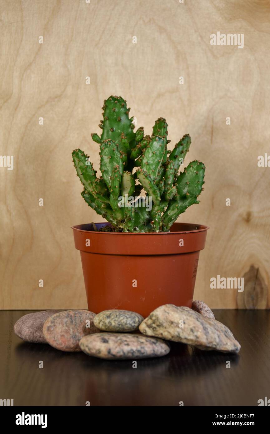 Small Drooping prickly pear (Opuntia monacantha) cactus plant in a pot