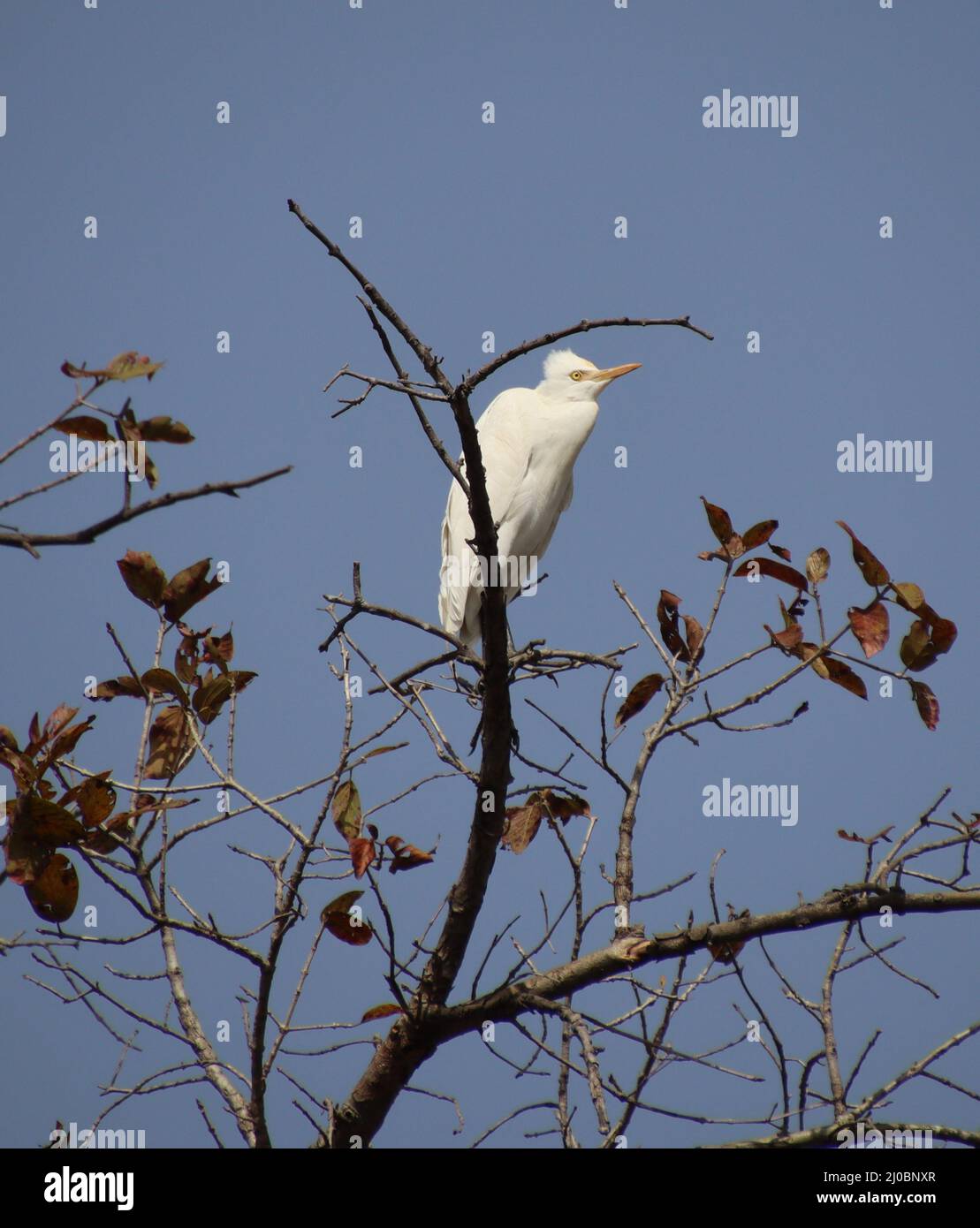 heron sitting on a tree branch Stock Photo