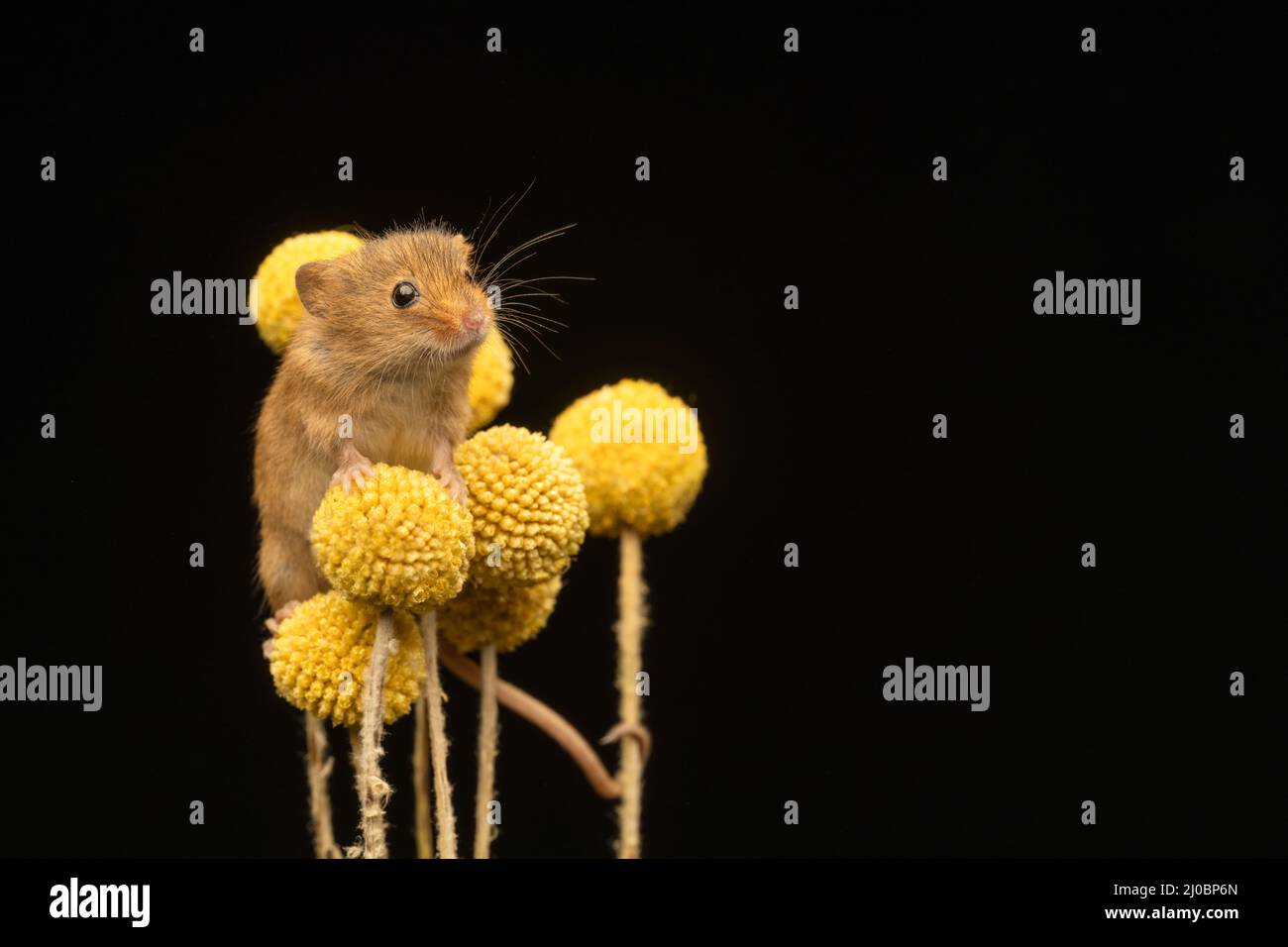 A female Harvest Mouse (Micromys minutus), clambering amongst the yellow seed heads from a flower Stock Photo