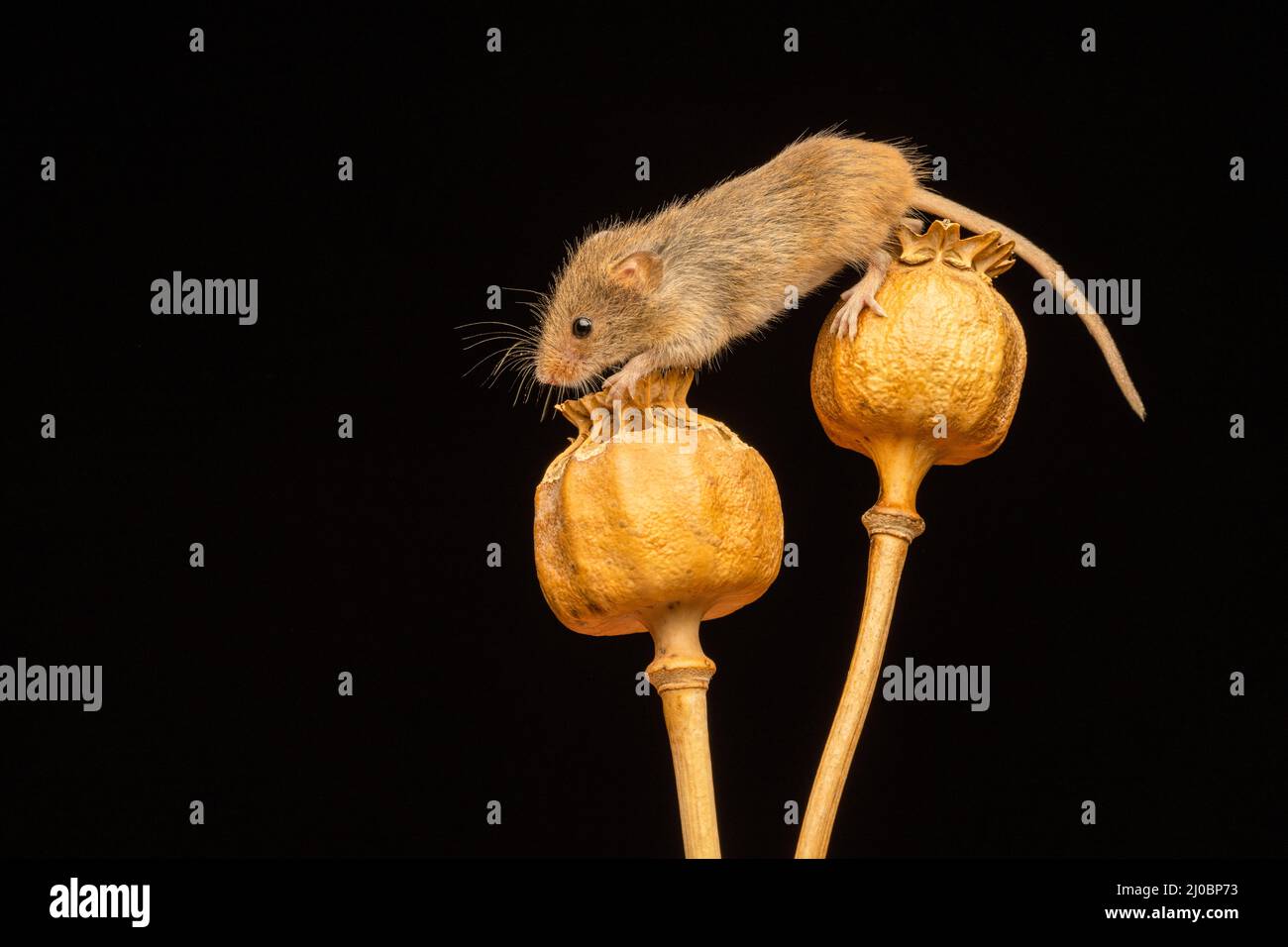 A female Harvest Mouse (Micromys minutus), clambering over the dried seed heads of a Poppy Stock Photo